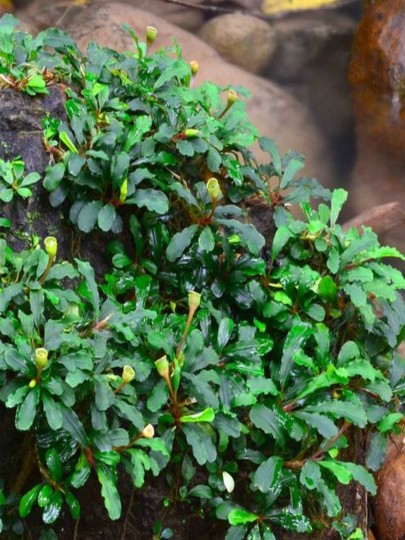 Bucephalandra Lamandau Mini Red